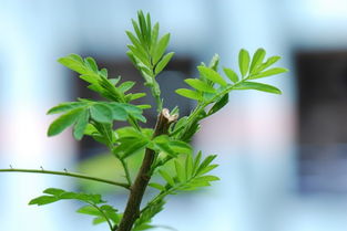 菊残犹有傲霜枝表现了菊花的什么品质，菊残犹有傲霜枝怎么读