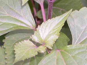 霸王草别名，霸王鞭治疗痔疮的用法