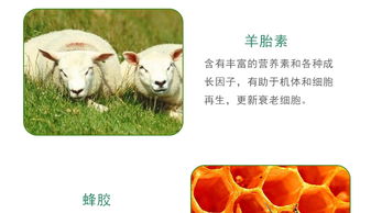 merino真皮是什么皮，merino是什么意思