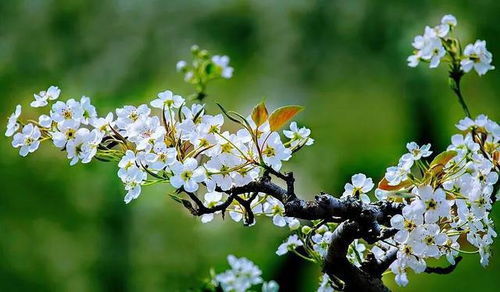 梨花作文300字三年级，梨花作文400字
