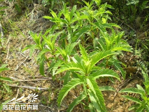 地笋苗寨，地笋正确食用方法