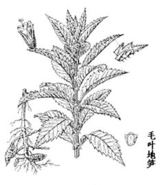 野生地笋的价格怎么样?你觉得地笋可以人工种植吗?