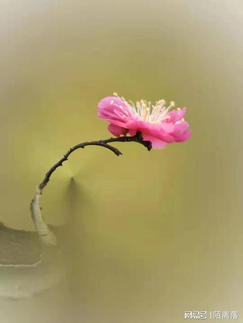 《陌上花开》徐志摩朗读，《陌上花开》徐志摩全文