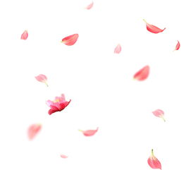 一什么花瓣量词，一什么花瓣填量词二年级