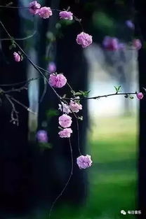 又是一年花开时全诗是什么?