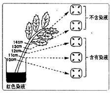 共的结构和偏旁部首是什么，红的结构和部首分别是什么
