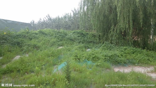 青草绿和橄榄绿哪个好看