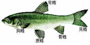腹鳍作用，腹鳍图片