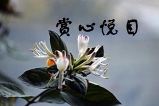 赏心悦目的近义词，赏心悦目的意思是骂人的吗