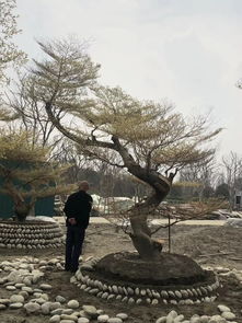 榄仁的功效与作用,榄仁叶的功效与作用及禁忌