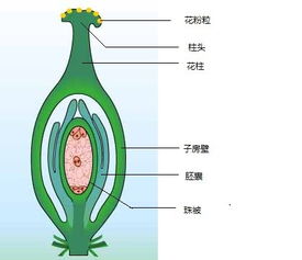 『子房』是谁的字?
