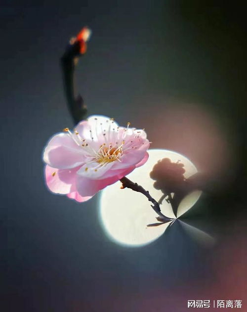 徐志摩的陌上花开是一本书的吗