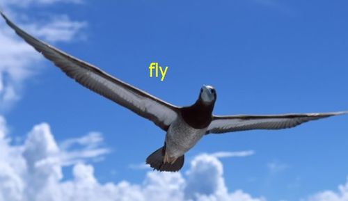 fly过去式过去分词现在分词，fly过去分词的英文