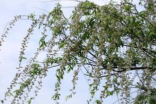 榆荚半两，榆荚钱