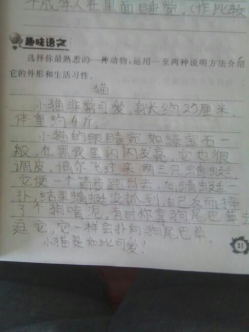 小动物作文