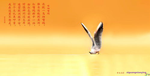鸥的拼音和词语，鸥的拼音怎么读
