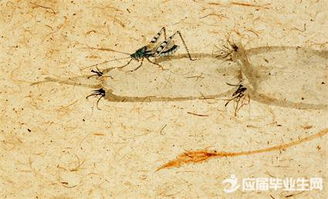 诗经蜉蝣原文，诗经蜉蝣朗读