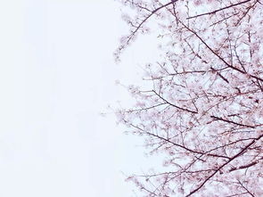 “落花时节又逢君”的上一句是什么?
