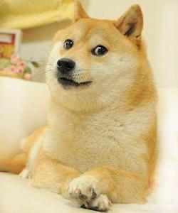 dog的意思是什么?