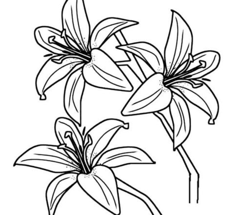 百合花简笔画简单又好看，百合花简笔画颜色