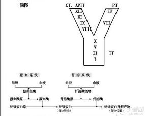 凝血酶,凝血活酶,凝血酶原三者有什么关系及区别?