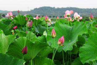 夏夜荷花阅读真题答案三年级，夏夜荷花图片