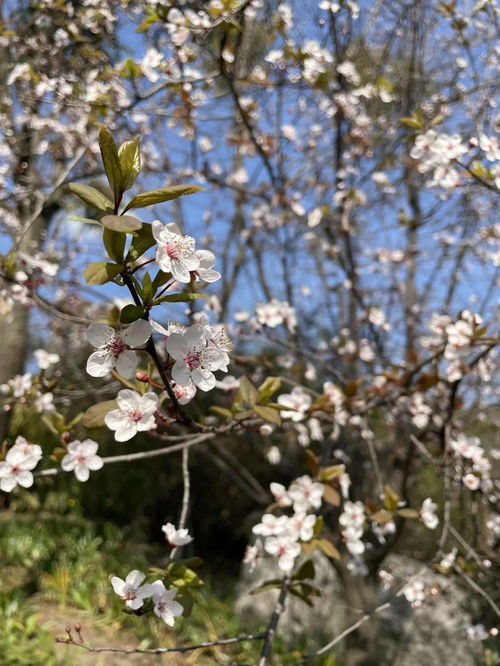 又是一年春好处,恰似相逢花盛开，又是一年春好处东风人面若为情