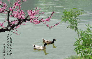 《惠崇春江晚景》的诗配画怎么画?
