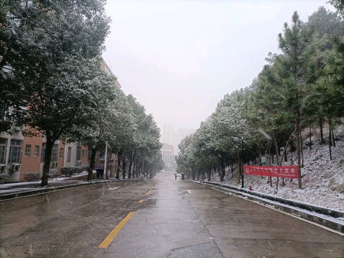 口袋妖怪金版丁字镇道馆进不了