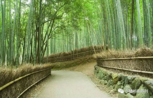 解落三秋叶,能开二月花。 过江千尺浪,入竹万竿斜。是什么意思