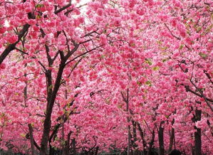 圆通山樱花开了吗2023，圆通山樱花节