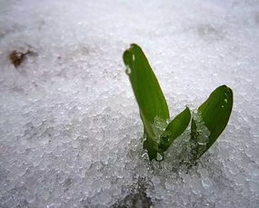 霰弹枪怎么读，霰雪