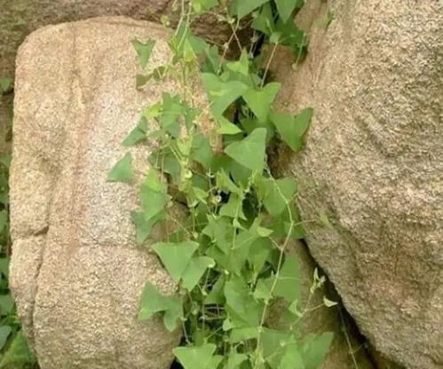 杨药师解老虎脷(扛板归)