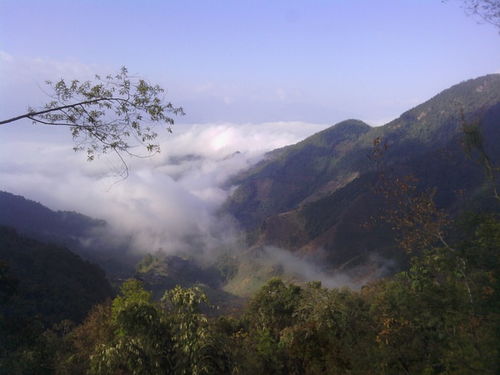 无量山普洱茶属于哪个产区，无量山的茶好吗