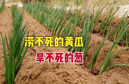 涝什么意思?近义词和反义词是什么?英文翻译是什么?