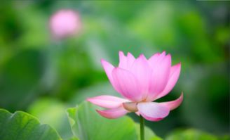 菡的拼音，菡萏的拼音怎么读音写