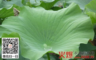 荷叶可以有什么用途?