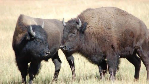 BISON是牌子么?不是的话中文是什么?