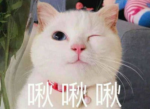 “啾”是什么意思?