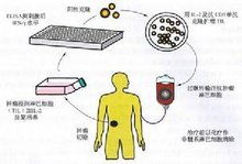 过继的解释过继的解释是什么
