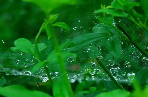 细雨无声的意思是什么,绵绵细雨什么意思