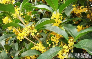 桂花树的作用有什么