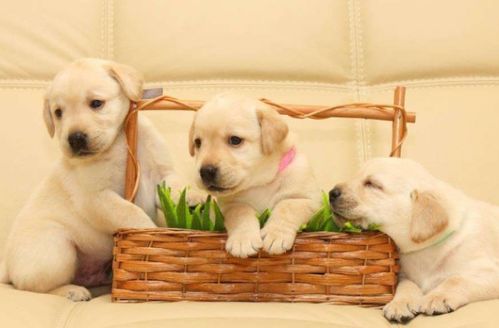 doge是什么意思，yellow dog是什么意思