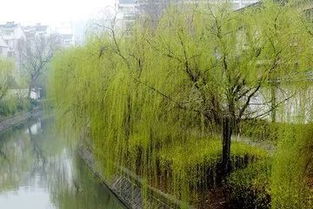 绵绵细雨的诗句,浓浓深情，绵绵细雨的夜晚