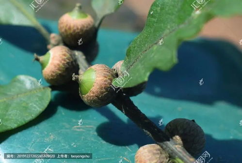 樟树种子怎么种?