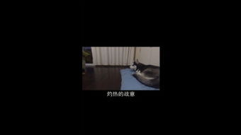 预感的拼音