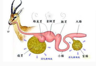 本品不得饲喂反刍动物是什么意思，反刍怎么读什么意思