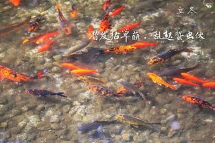 翳的意思 翳的意思是什么