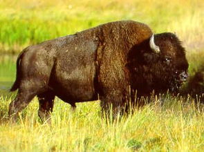 bison仓鼠，bison可数吗