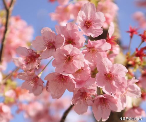 桃花满地幸福甜蜜代表什么意思